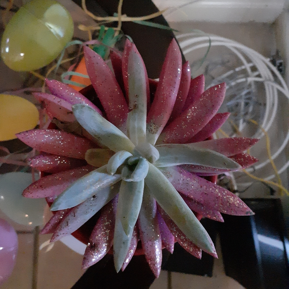 Painted Cactus - Picture 2 of 2